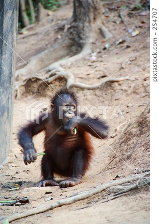 Orangutan Orangutan 254707