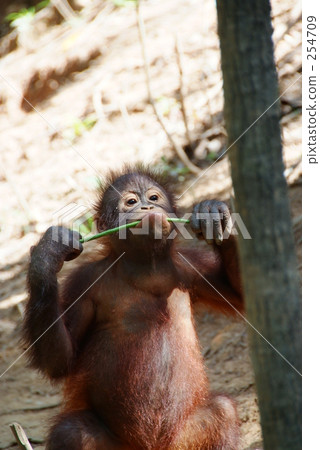 Orangutan Orangutan 254709