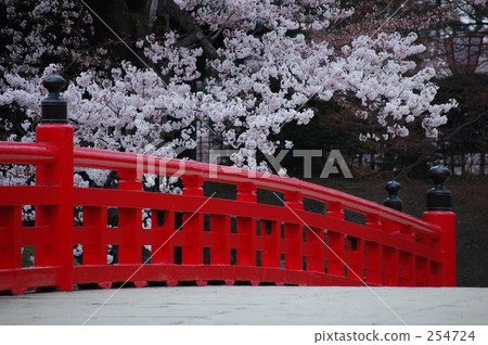 Red bridge and cherry blossoms 254724