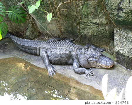 Mississippi crocodile 254748