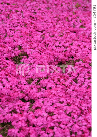 花地毯 花地毯 254791