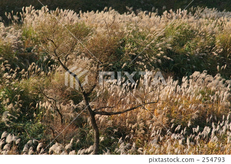 A lonely sushi field A lonely sushi field 254793