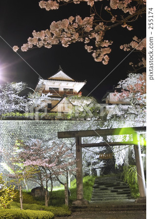 lit up, light up, cherry blossoms at night 255174