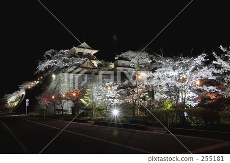 lit up, light up, cherry blossoms at night 255181