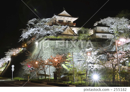 lit up, light up, cherry blossoms at night 255182