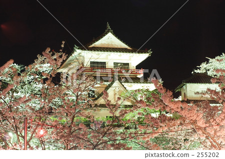 lit up, light up, cherry blossoms at night 255202
