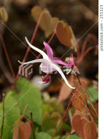 Freshwater leek 255323