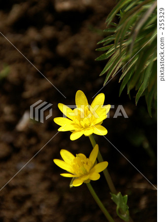 驢蹄草 驢蹄草 255329