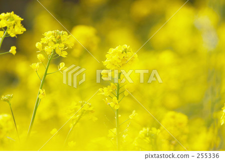 Yellow "Rape blossom" 255336