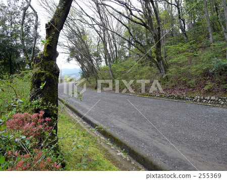 Forest road Forest road 255369