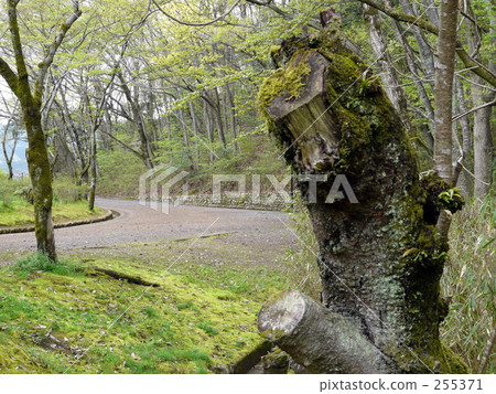 Forest road Forest road 255371