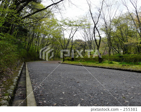 Forest road Forest road 255381