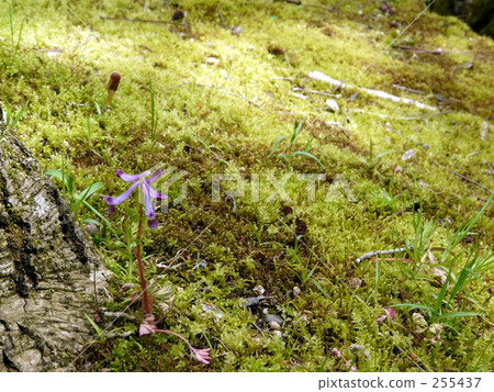 發芽 255437