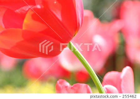 紅花	 255462
