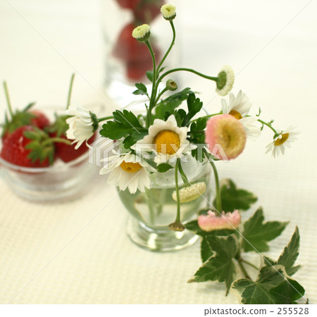 Spray chrysanthemum and matricaria Spray chrysanthemum and matricaria 255528