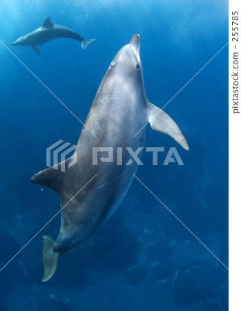 Dolphins heading to light 255785