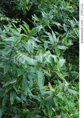 我的Numata Rice·Spring Okamezasa(Ikens Department) 我的Numata Rice·Spring Okamezasa(Ikens Department) 256128