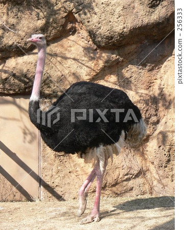 Male ostrich Male ostrich 256333