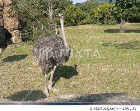 Female ostrich 256335