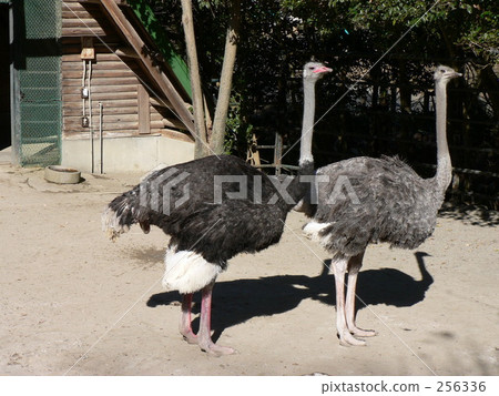 Ostrich couple 256336