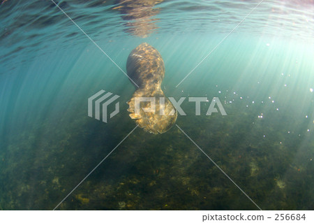 受傷的海牛 256684