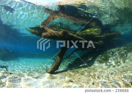 彩虹河漂流木 彩虹河漂流木 256688