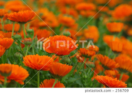 Calendula 256709