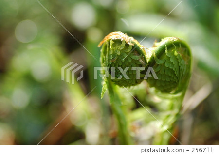 Kogami twins Kogami twins 256711