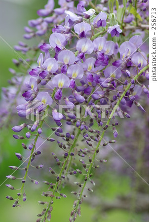 紫藤花 紫藤花 256713
