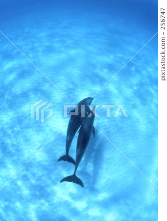 Pair of dolphins 256747
