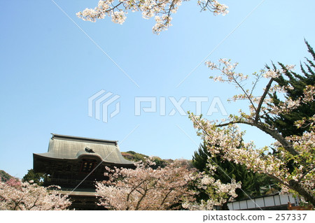 Kamakura Kenchoji 001 in spring 257337
