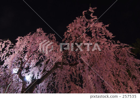 Hirosaki castle Hirosaki castle 257535