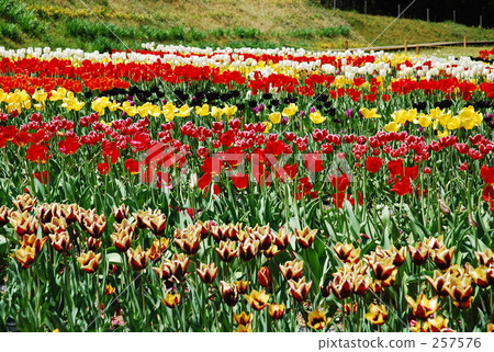 life, spring content, beautiful 257576