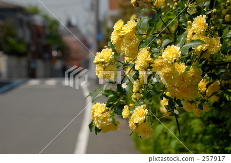 可憐的 小 園藝 257917