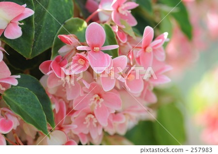 秋海棠 雄蕊 雌蕊 257983