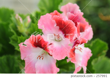 秋海棠 雄蕊 雌蕊 257991
