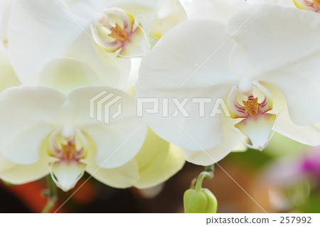 香草 常青樹 蘭花 257992