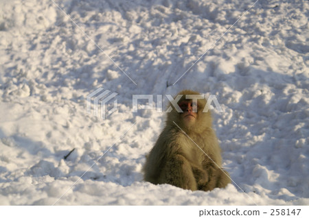 Children sitting on the snow 258147
