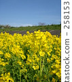油菜花田 乾淨 漂亮 258153