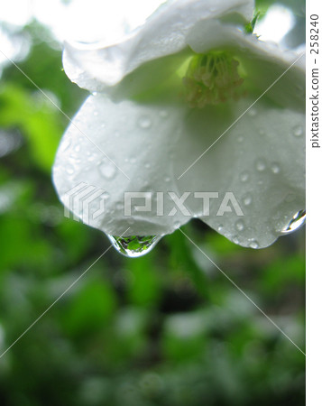 The rainy Shiroyamabuki The rainy Shiroyamabuki 258240