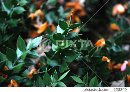 我的Numata Rice·春天Nagiyada(Lilyaceae) 我的Numata Rice·春天Nagiyada(Lilyaceae) 258249