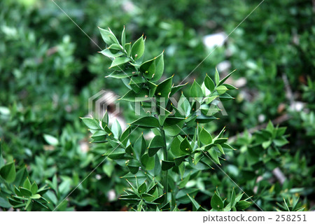 我的Numata Rice·春天Nagiyada（Lilyaceae） 258251