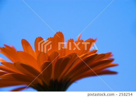 Gazania Gazania 258254