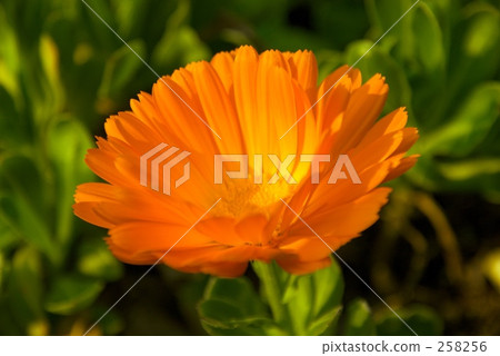 Gazania 258256