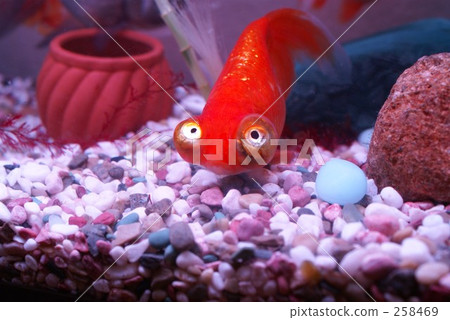 Goldfish Goldfish 258469