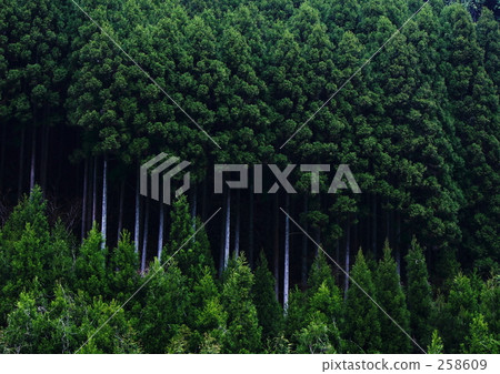 Fresh green cedar forest Fresh green cedar forest 258609
