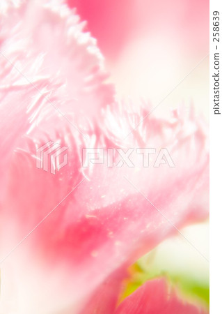 春天的花朵·鬱金香 258639