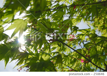 energy, enthusiastic, frisky 258646