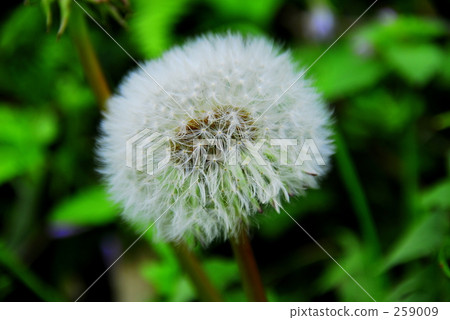 Fluff 259009