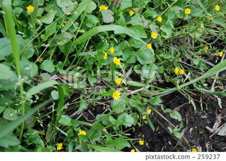 Tabiraco (Kikuke) Menuma paddy field · spring 259237